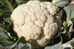 カリフラワー