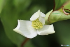 開花途中のドクダミ