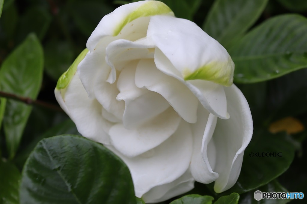 開花途中の美しさ