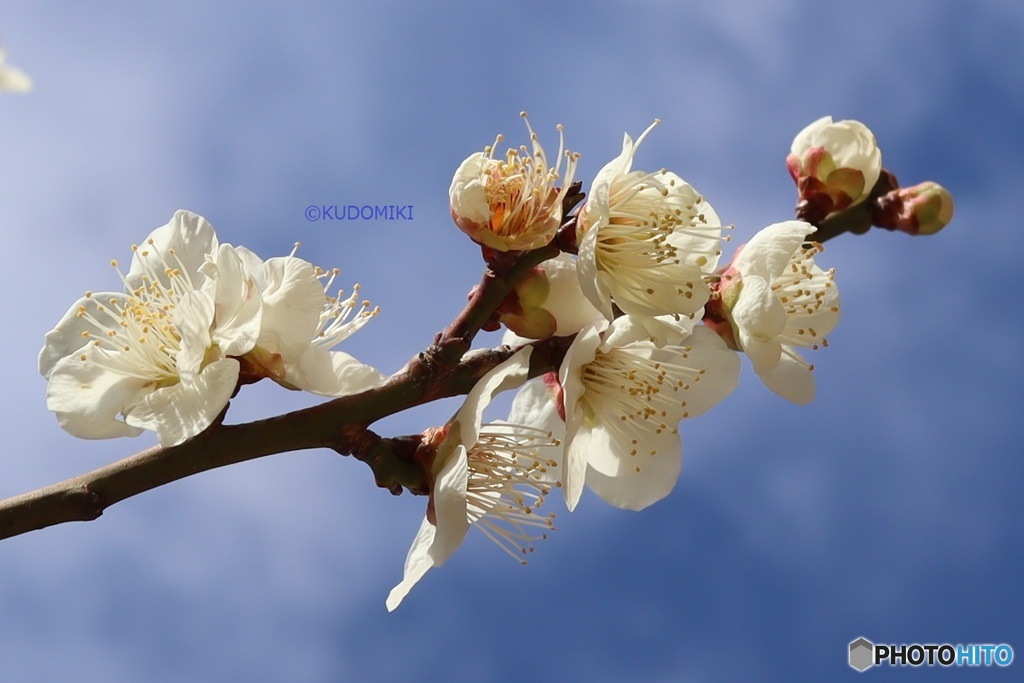冬空に梅の花
