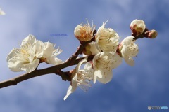 冬空に梅の花