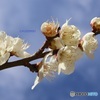 冬空に梅の花