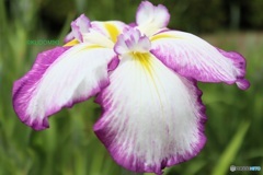 菖蒲園のハナショウブ