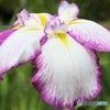 菖蒲園のハナショウブ