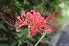 緑道の彼岸花