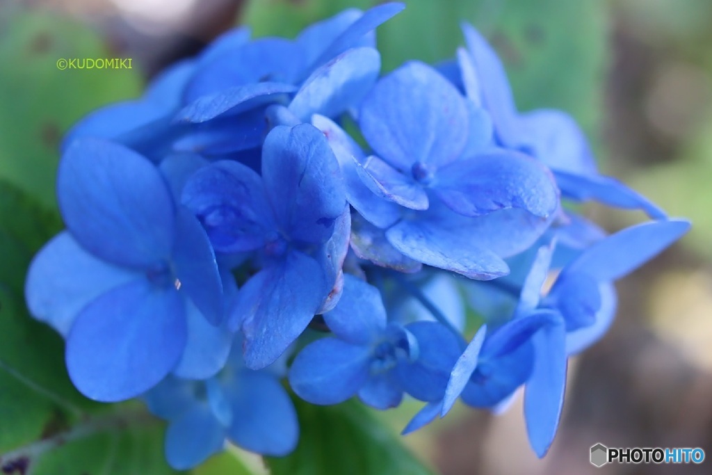 季節外れの紫陽花