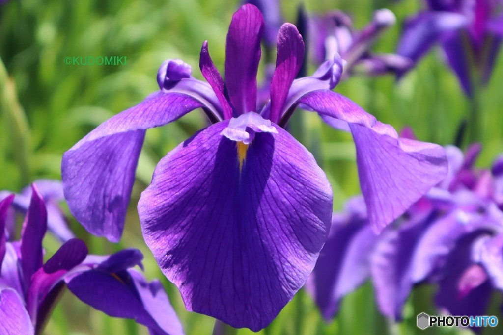 野花菖蒲