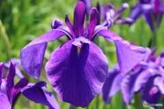 野花菖蒲