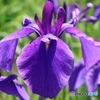 野花菖蒲