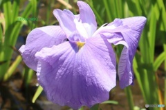 上品な花菖蒲