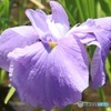 上品な花菖蒲