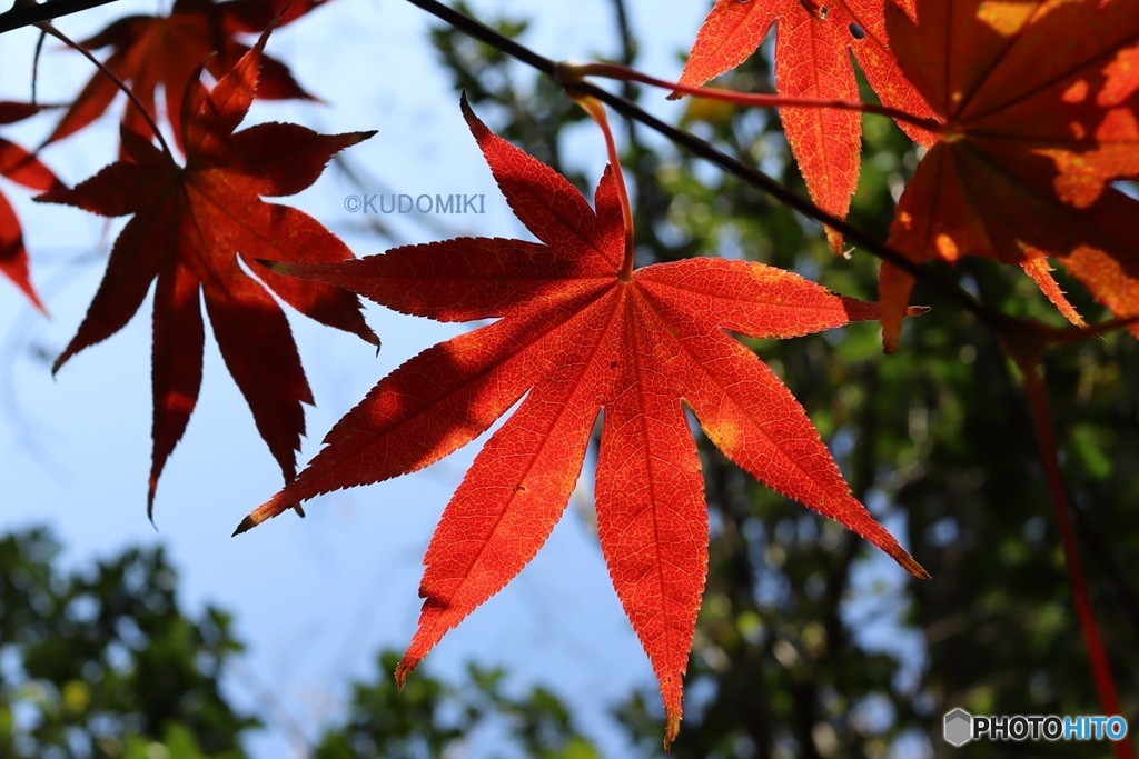やっと見ごろに
