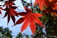 やっと見ごろに