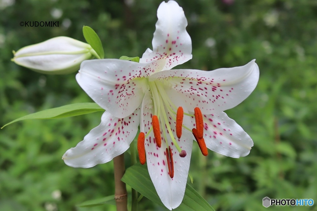 ユリの花