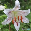 ユリの花