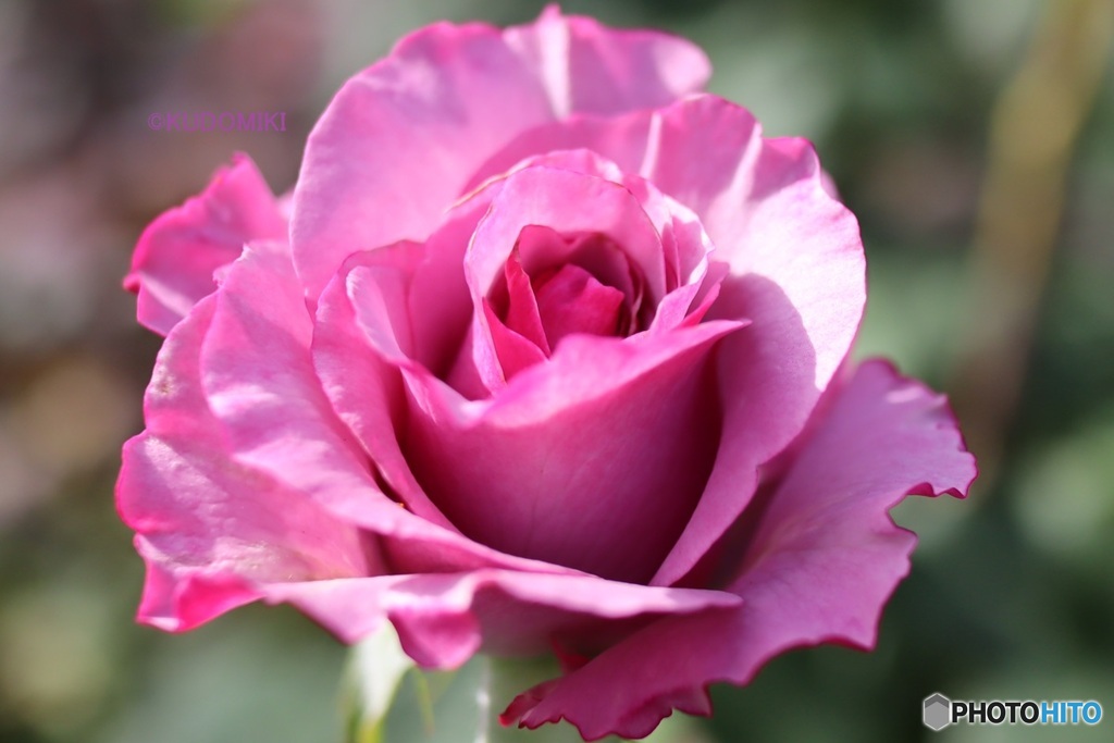 秋薔薇始まる