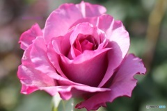 秋薔薇始まる