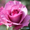秋薔薇始まる