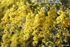 大きな木のミモザ