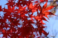 紅葉