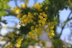 風に揺れるミモザ