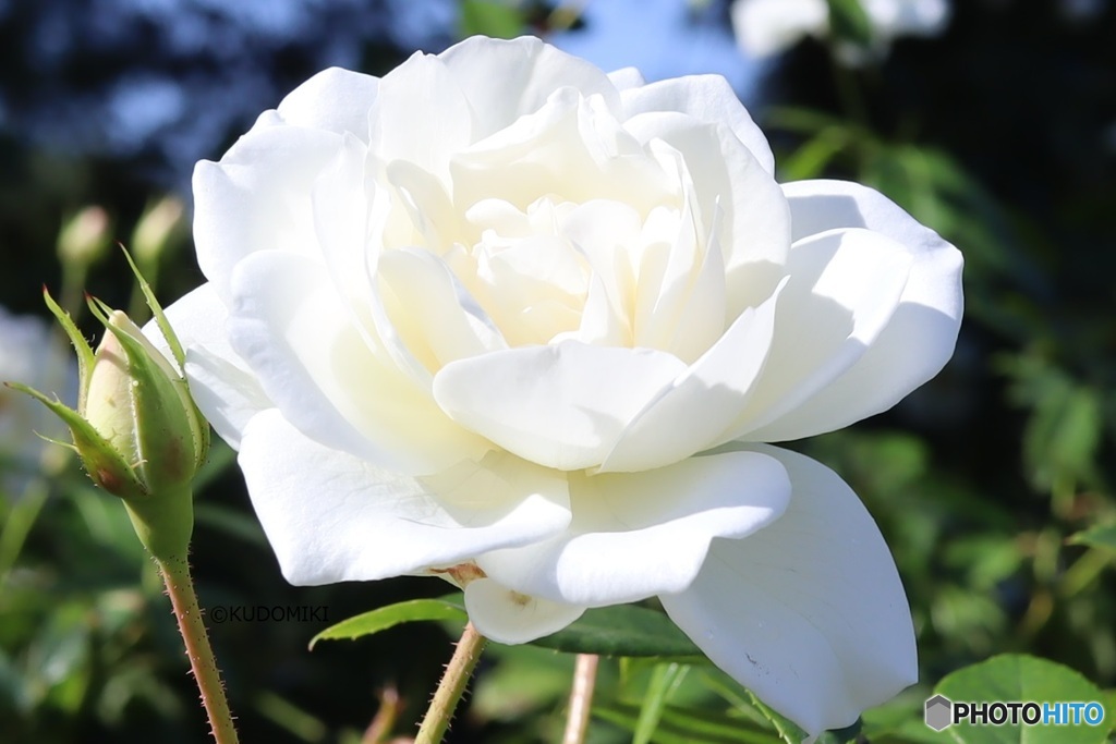 真っ白な薔薇