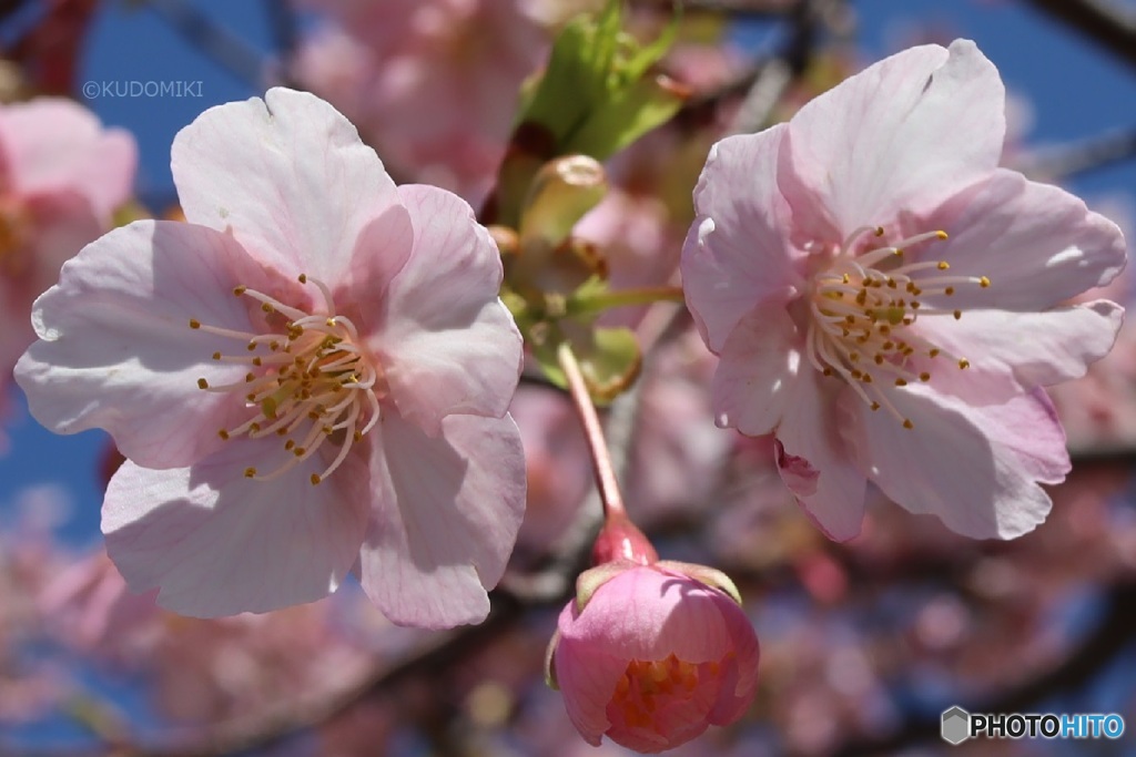 桜咲いた