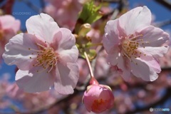 桜咲いた