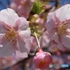 桜咲いた