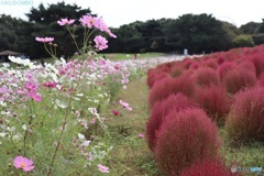 コキアとコスモス