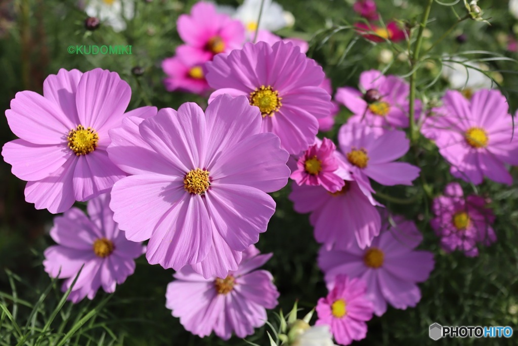 コスモス密集