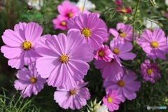 コスモス密集