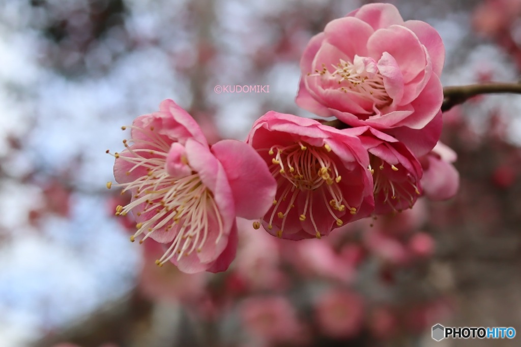 桃色の梅花