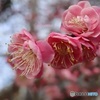 桃色の梅花