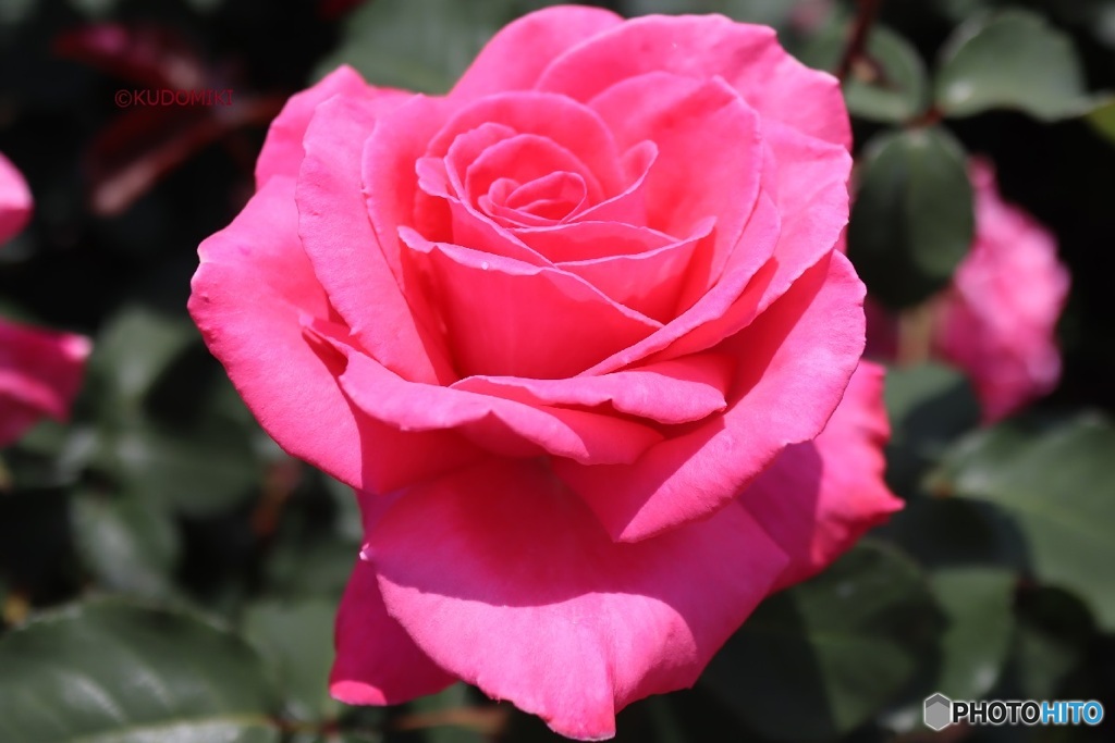 春の薔薇