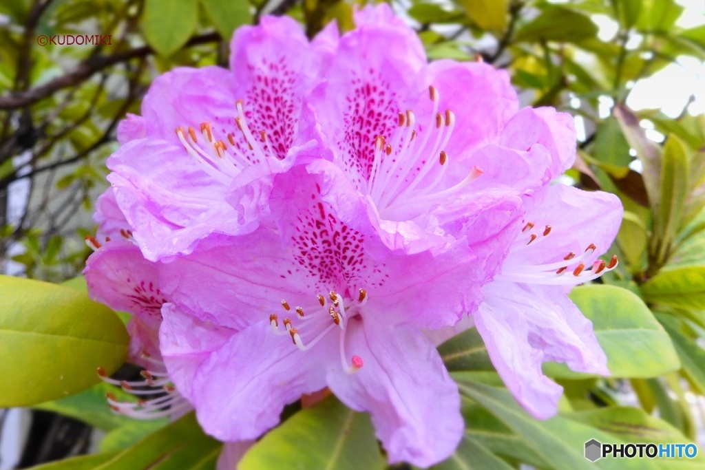 石楠花