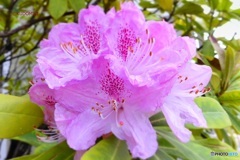 石楠花
