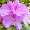 石楠花