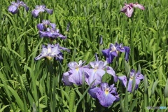 菖蒲園