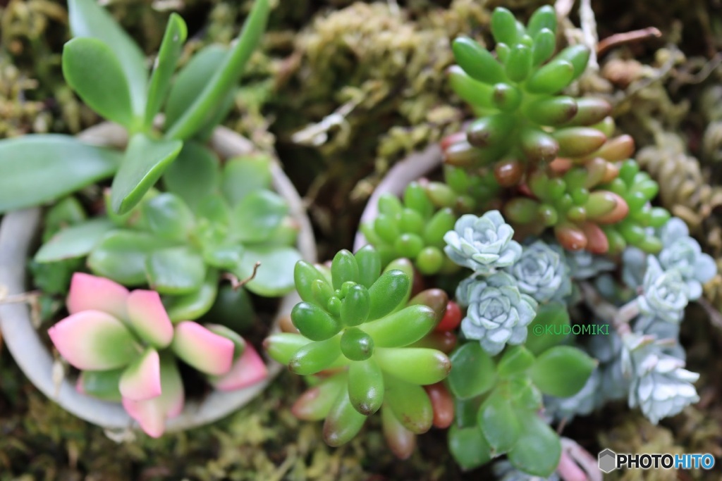 可愛い寄せ植え