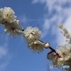 枝先まで連なる