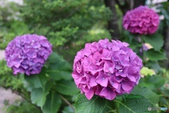 紫の紫陽花