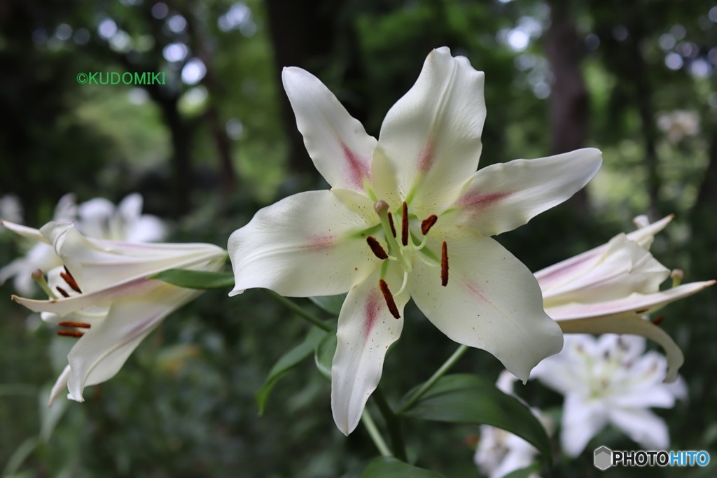 ユリの花