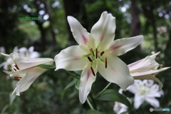 ユリの花