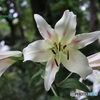 ユリの花