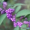花より果実