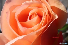 冬の薔薇