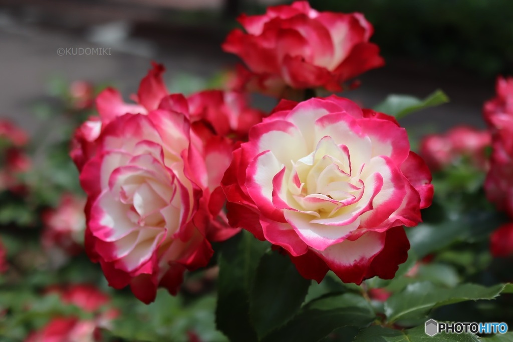 公園の花壇で