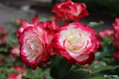 公園の花壇で