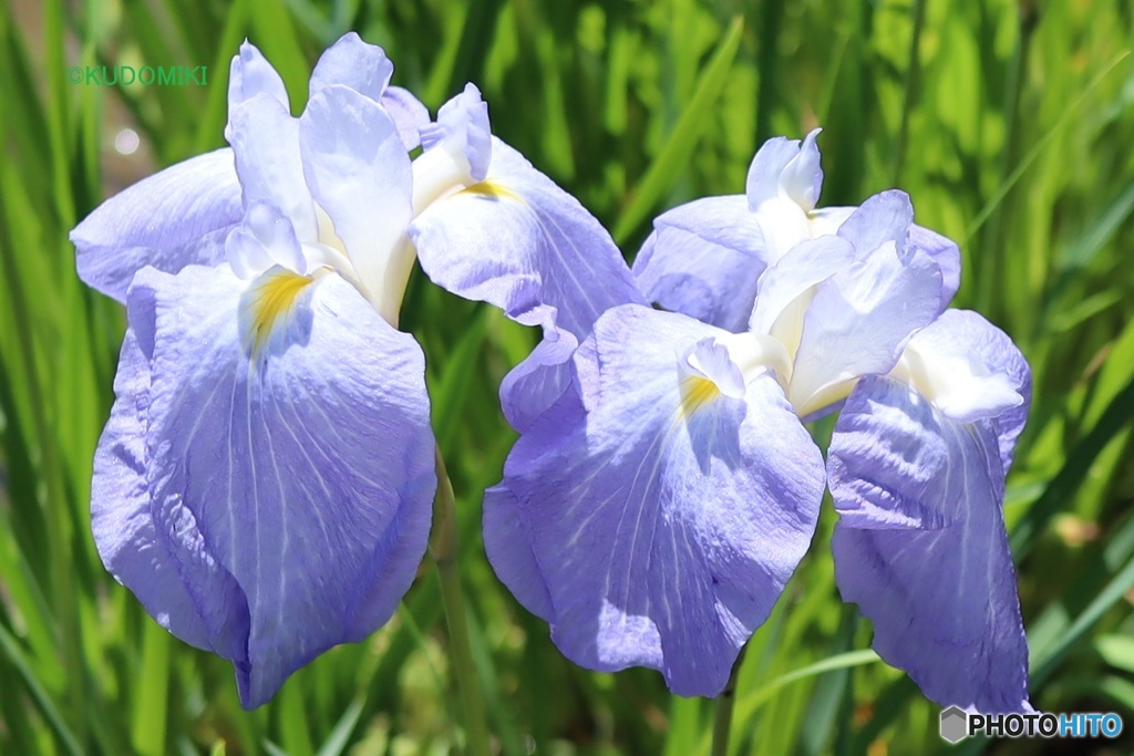 花菖蒲